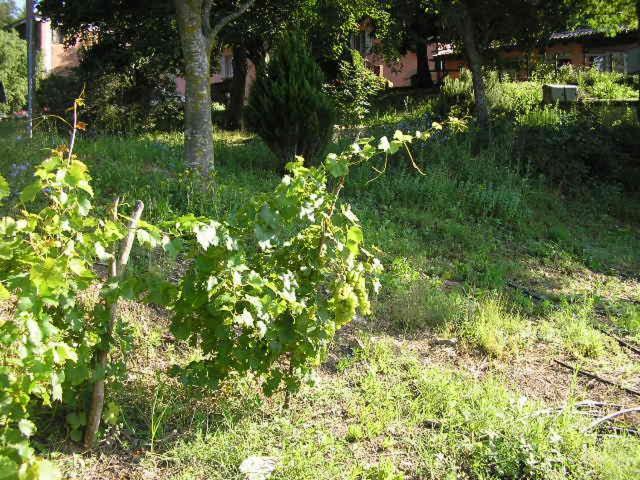 B&B Il Boschetto Calestano 外观 照片